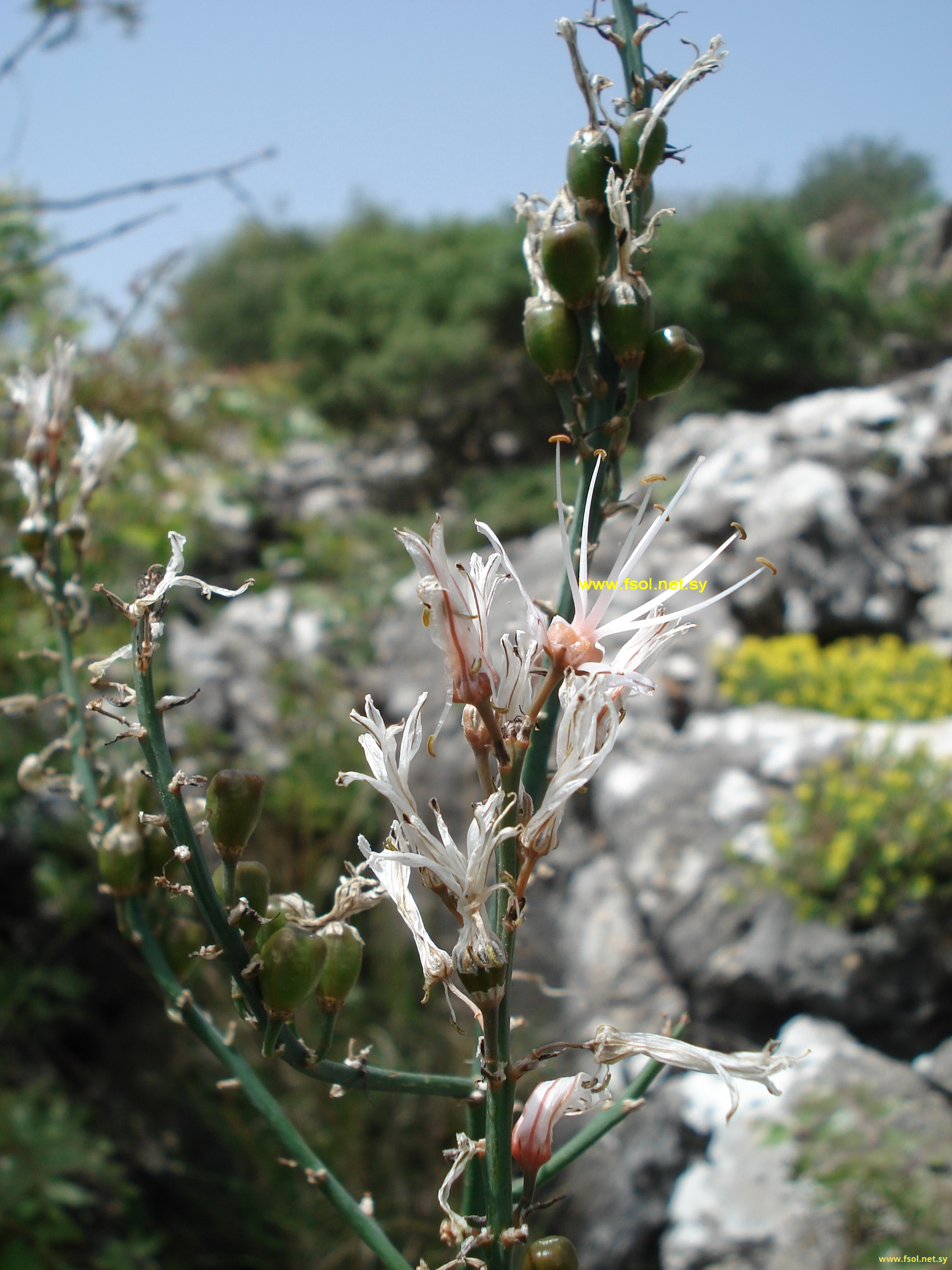 Asphodelus microcarpus salzmann et Viv.